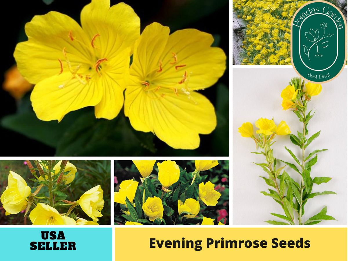 110 seeds| Evening Primrose Seeds ~ Herbs Seeds #6010