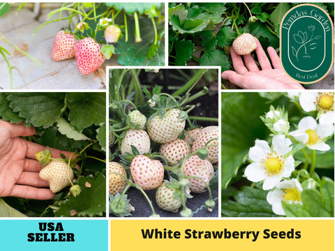 110 seeds| White strawberry seeds-  5007