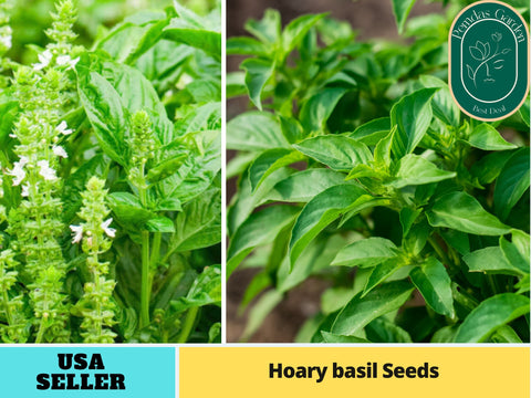 110 seeds |Basil seeds/ Hoary Herbs Seeds#7007