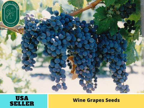 40 Seeds| Grapes Wine Seeds-#6036