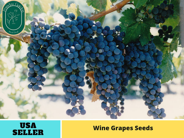 40 Seeds| Grapes Wine Seeds #6036 – PEMDASGARDEN