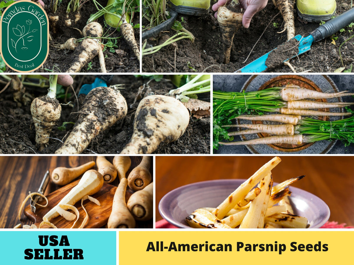 35 Seeds| All American Parsnip Seeds#6046