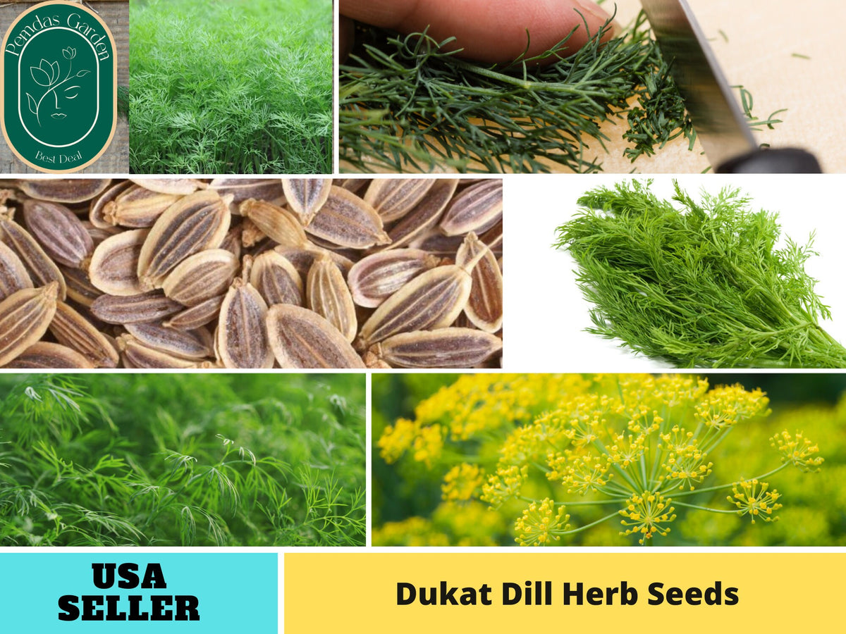105 Seeds| Dukat Dill Herb Seeds