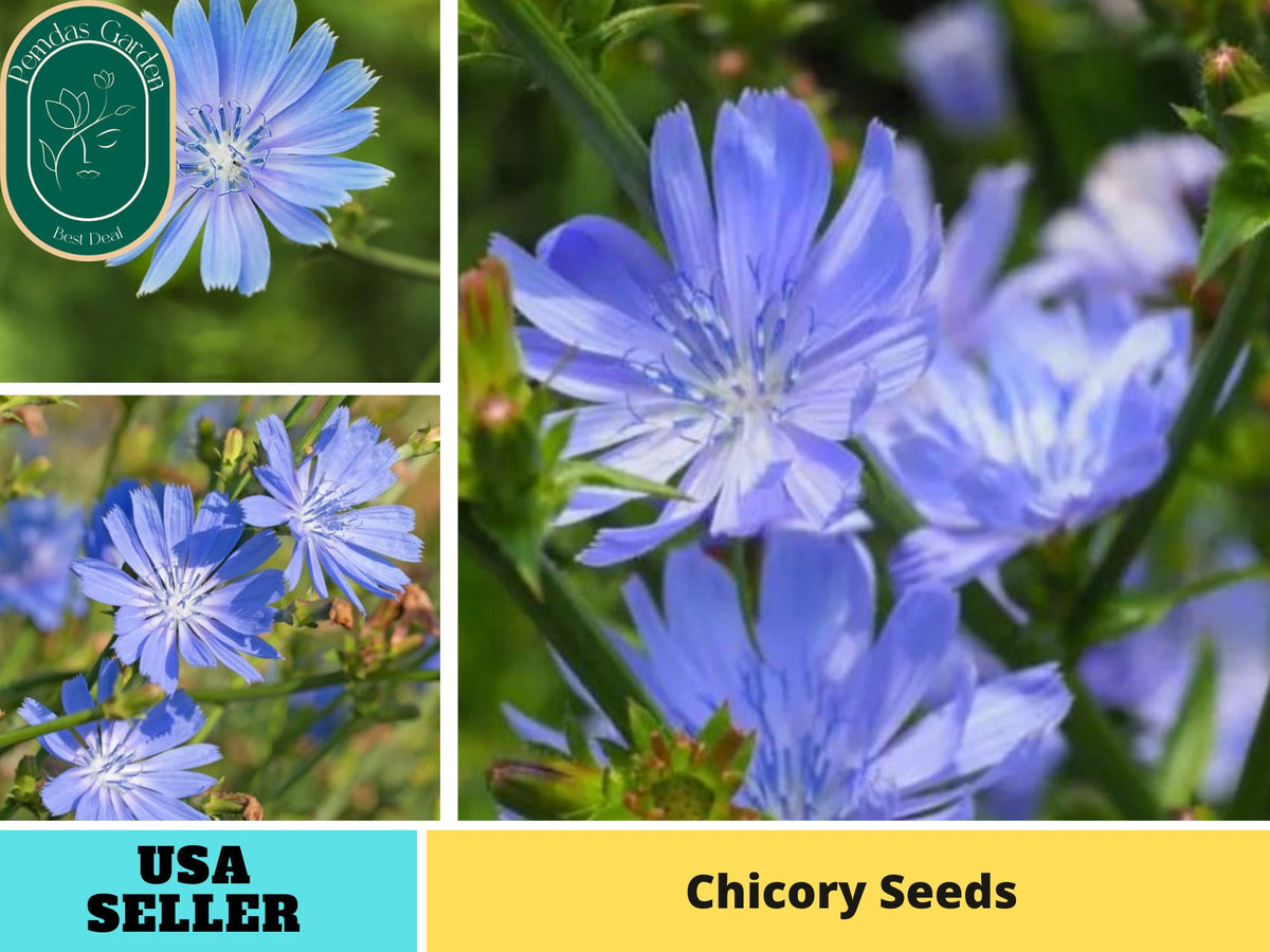 205 Seeds| Blue Chicory Herbs Seeds #6011
