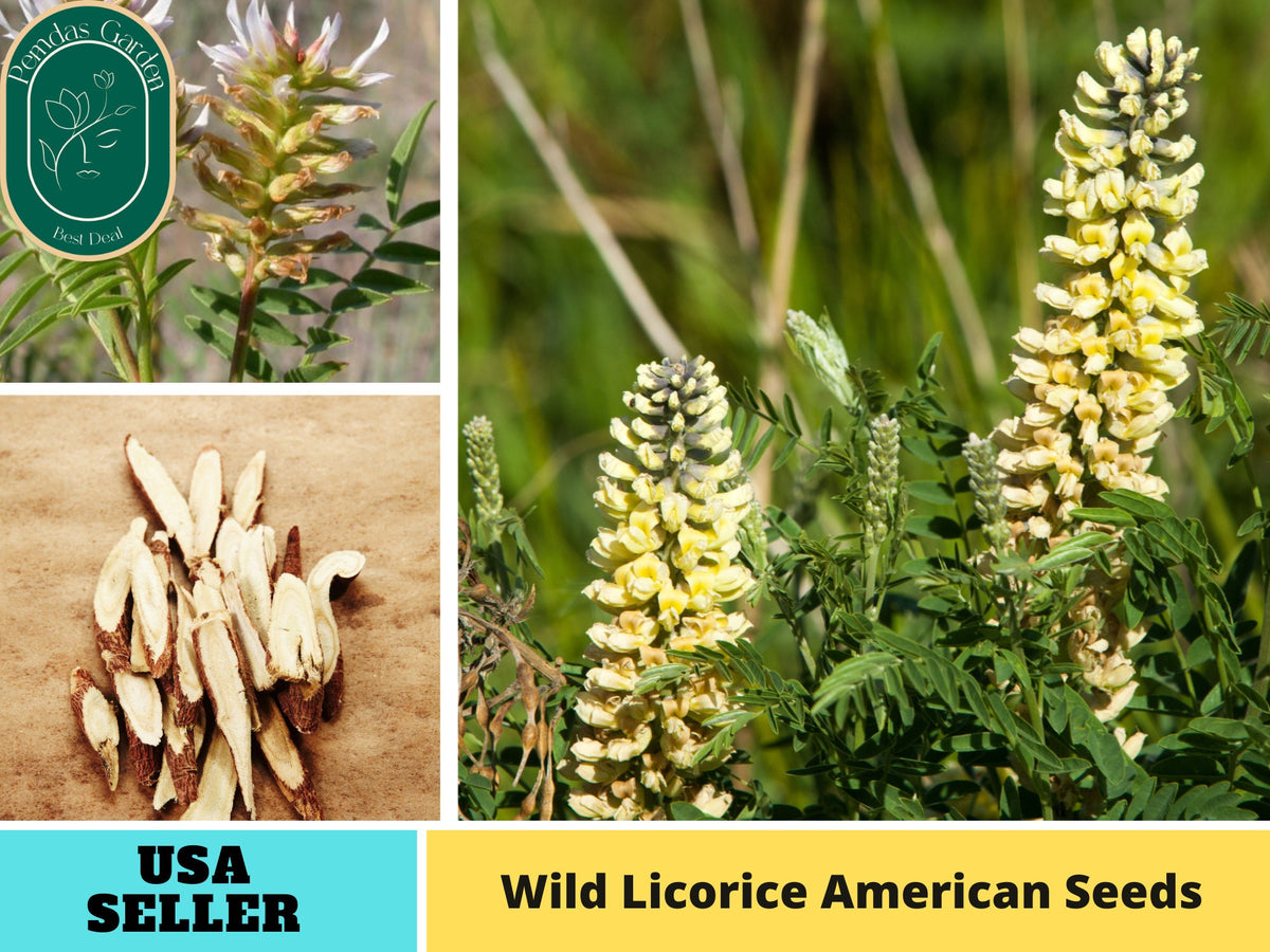 45 Seeds| American Licorice Seeds- Medicinal Herbs Seeds#6012