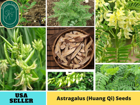 27 Seeds| Astragalus  (Huang Qi)  Seeds - Medicinal Herbs Seeds