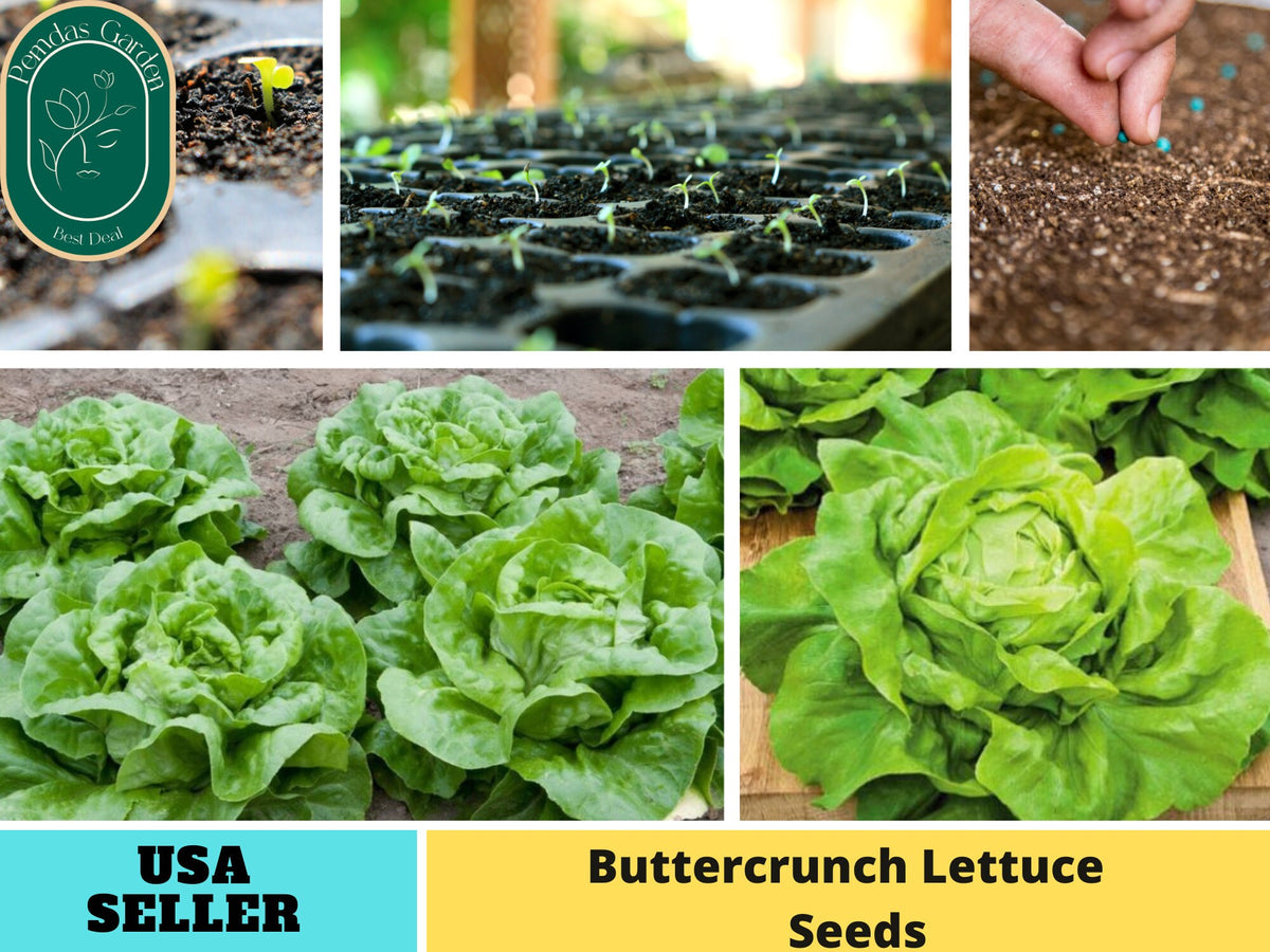 505 Seeds| Buttercrunch Lettuce Seeds