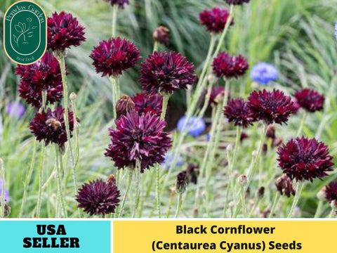 115 Seeds| Cornflower Black (Centaurea Cyanus) Seeds# 6022