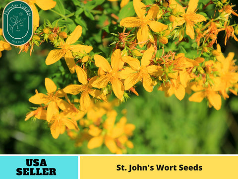 105 Seeds| St. John's Wort Seeds- Herbs Seeds#6024