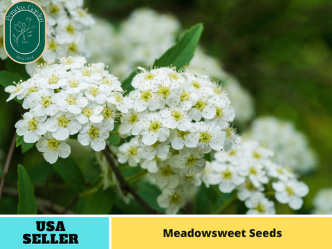 55 Seeds| Meadowsweet/mead wort Perennial  Seeds#6025