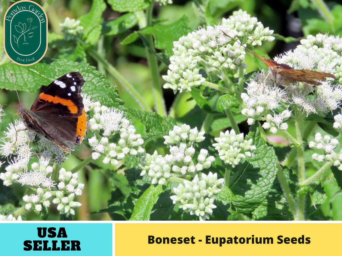 105 Seeds| Boneset - Eupatorium Seeds- Herbs Seeds#6024
