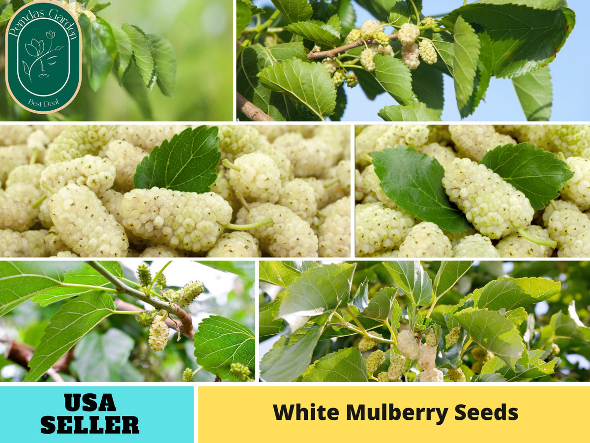 55 Seeds| White Mulberry Seeds#6032