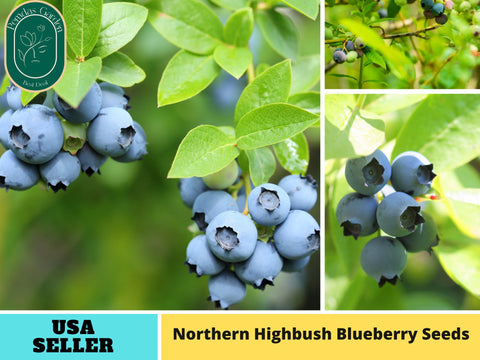 55 Seeds| Northern Highbush Blueberry Seeds#6035