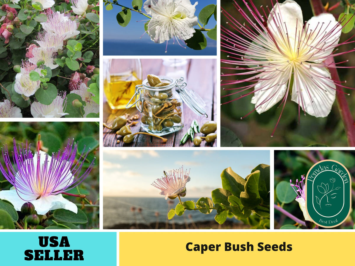12 Seeds| Capers (Caper Bush) Seeds#6037
