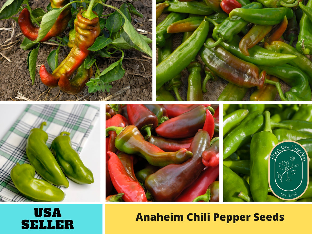 30 Seeds| Pepper Anaheim Chili (Capsicum annuum) Seeds