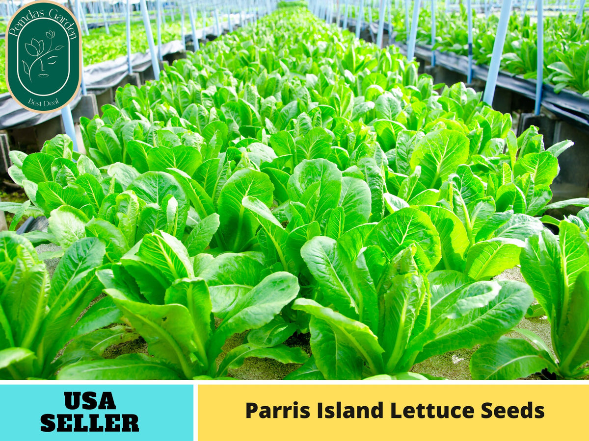 500 Seeds| Parris Island Cos Romaine Lettuce Seeds#6042