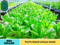 500 Seeds| Parris Island Cos Romaine Lettuce Seeds- Lactuca sativa- Heirloom Crisp Leafy Greens Easy to Grow Cool Season Vegetable for Garden and Containers, Nutritious Leafy Greens, Excellent for Salads#6042