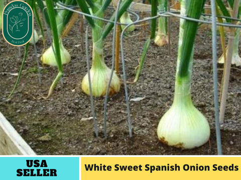 205 Seeds| White Sweet Spanish Onion Seeds#6044