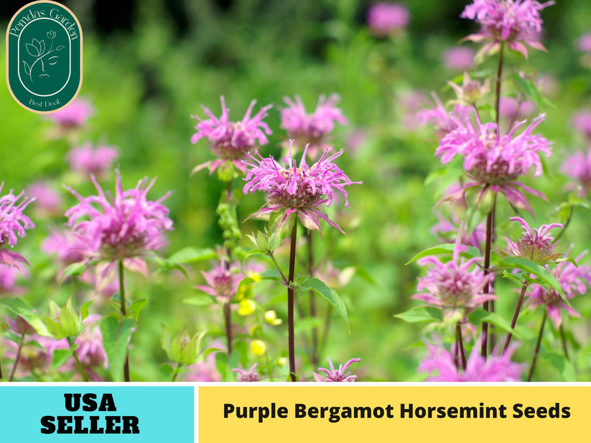 55 Seeds| Bee Balm Purple Bergamot (Horsemint) Seeds - Medicinal Herbs Seeds#6021