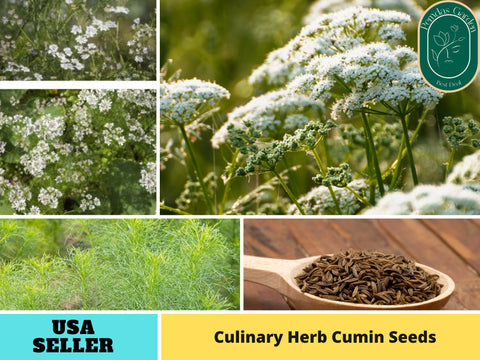 105 Seeds| Cumin - Culinary Herb Seeds #6019