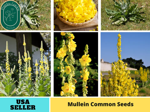 101 Seeds| Mullein Common Seeds- Herbs Seeds #6047