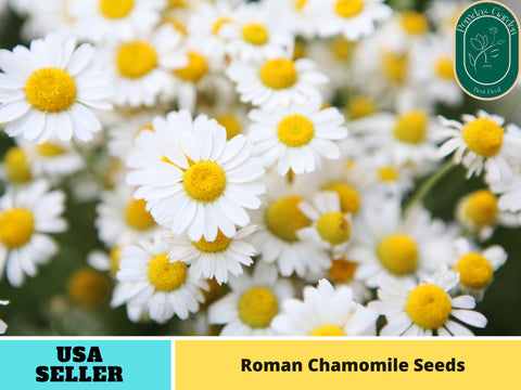 305 Seeds| Chamomile Roman Flowers Seeds- Medicinal Herbs Seeds #6026