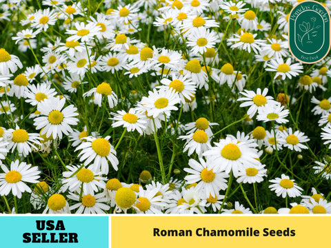 305 Seeds| Chamomile Roman Seeds- Herbs Seeds#6026