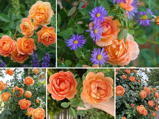 Orange English Shrub Flower Rose Seeds, 30+ seeds