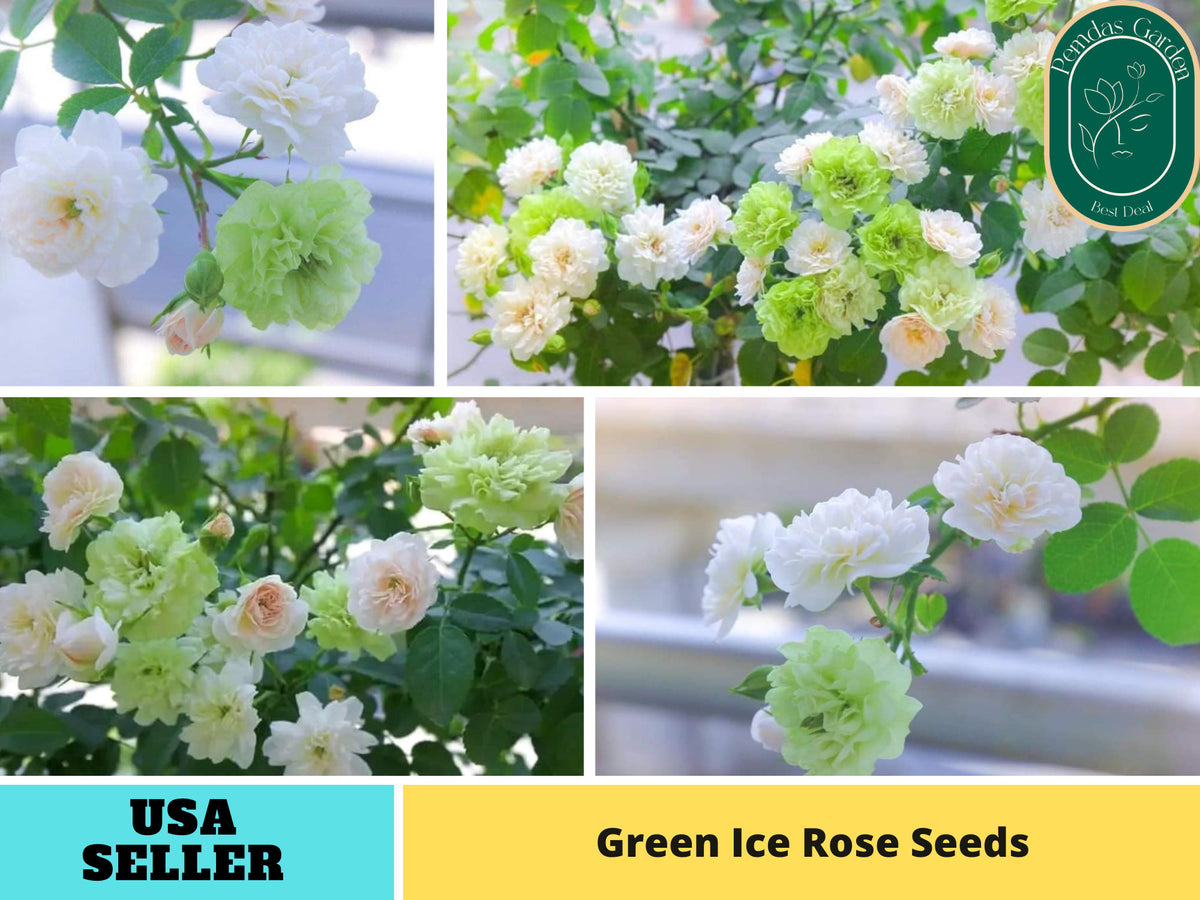 Gmo Roses 30+ Seeds| Green ice rose seeds - Authentic - Perennial ~ GMO Free ~ F ...