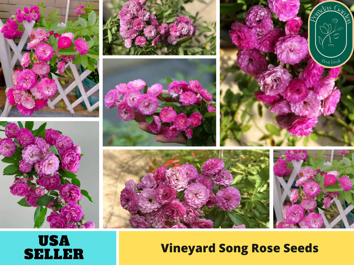30+ Seeds| Vineyard Song Rose Seeds - #1153