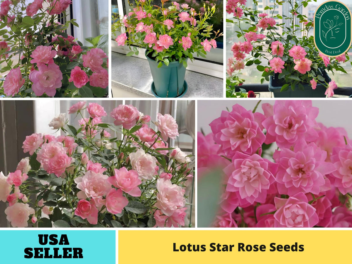 30+ Seeds| Lotus Star Rose Seeds#1159