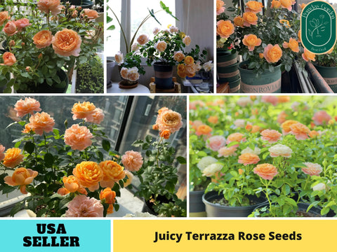 30+ Seeds| Juicy Terrazza Rose Seeds  -  1160