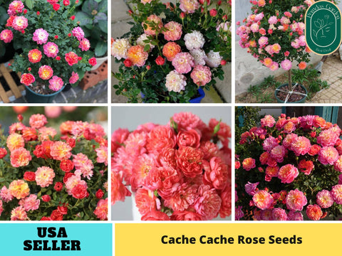 30+ Seeds| Cache Cache Rose Seeds  -  1161