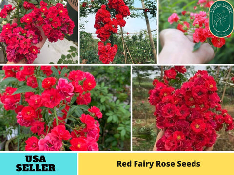 red rose seeds for sale 30+ Seeds| Red Fairy Rose Seeds #1164 – PEMDASGARDEN