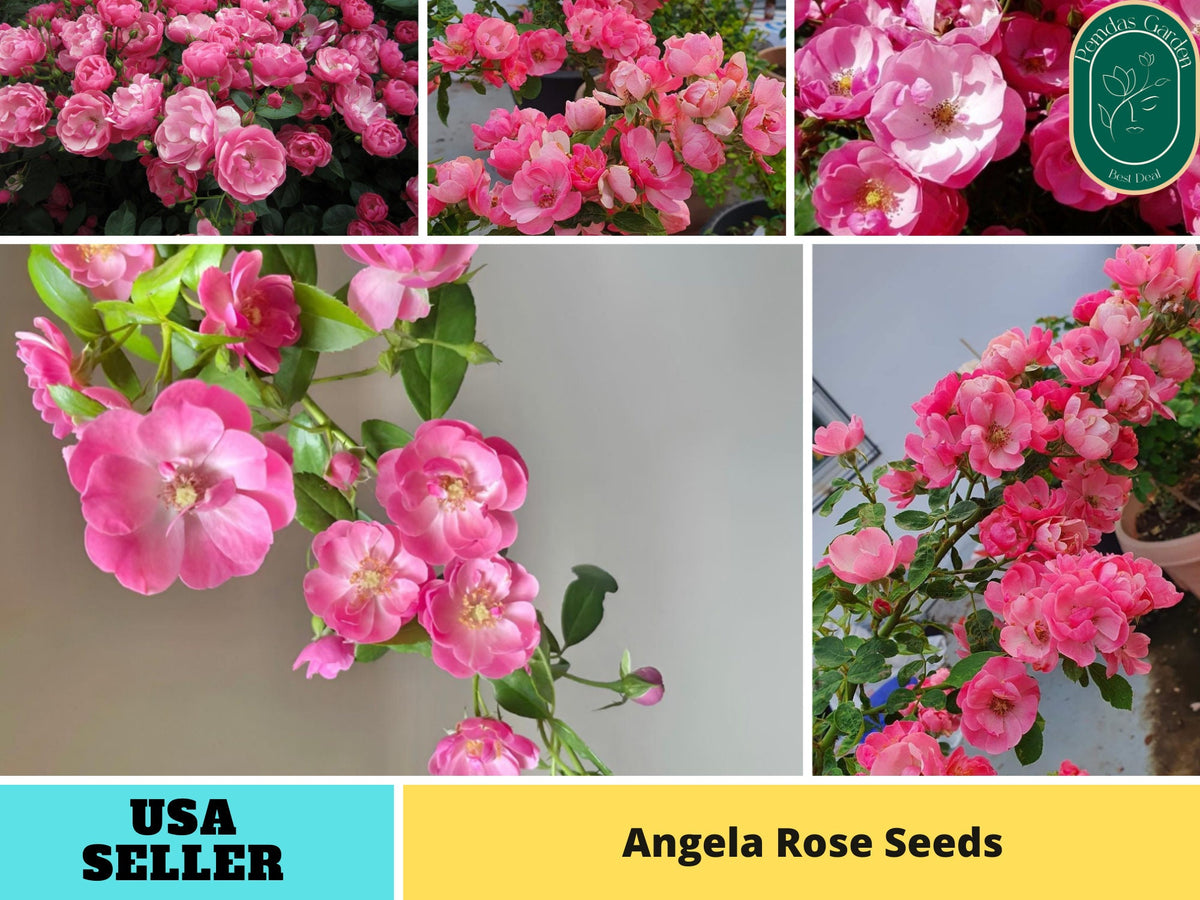 30+ Seeds| Angela Rose Seeds # 1165
