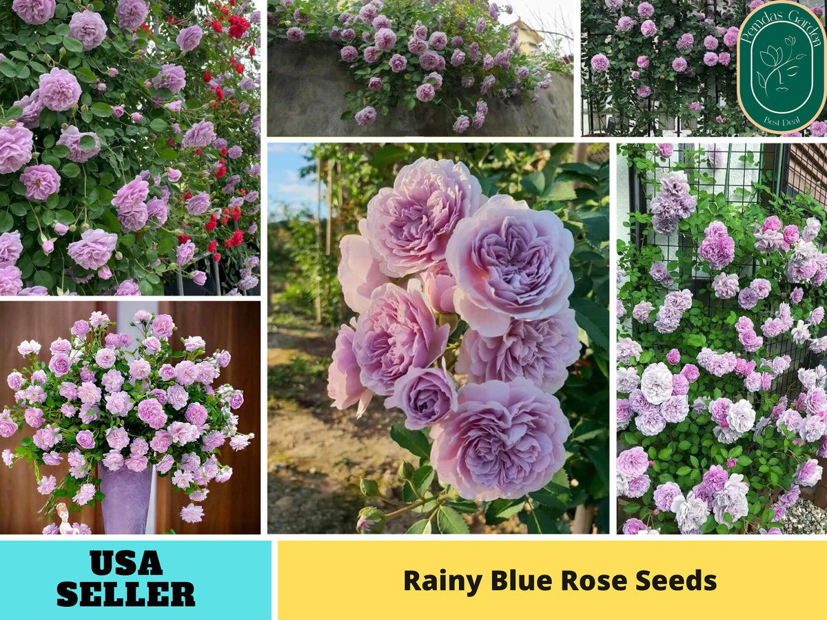 30+ Seeds| Rainy Blue  Rose Seeds  -  1166