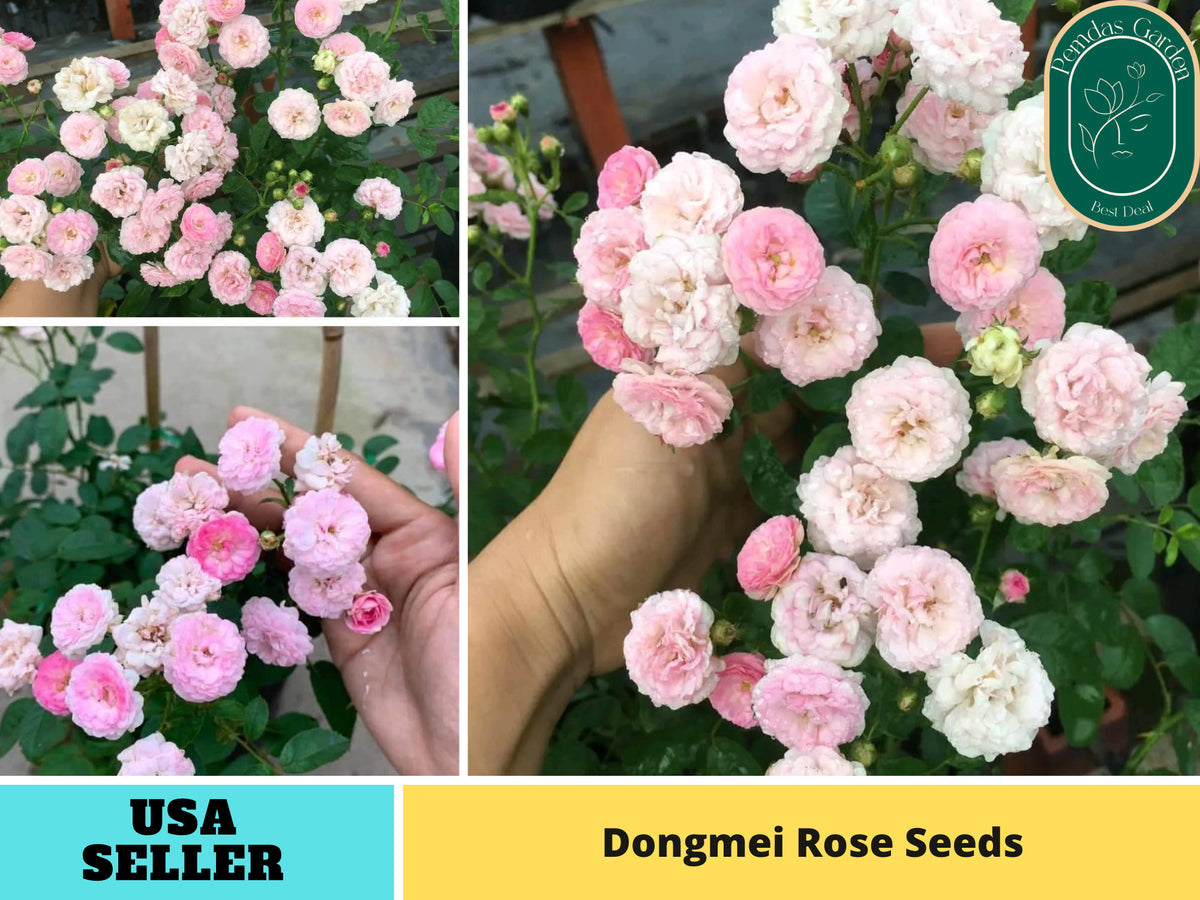 30+ Seeds| Dongmei  Perennial Flower Rose Seeds -  1150
