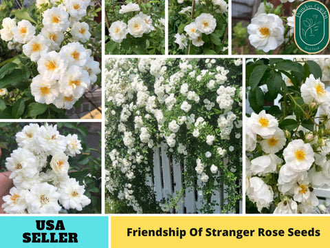 30+ Seeds| Friendship Of Stranger Rose Seeds #1155