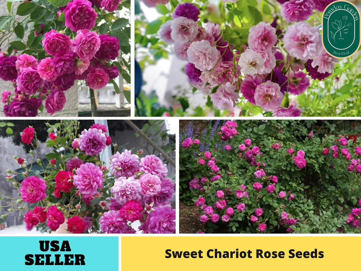 30+ Seeds| Sweet Chariot Rose Seeds#1157