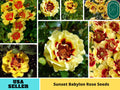 30+ Seeds| Sunset Babylon Rose Seeds -  1158