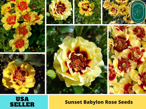 30+ Seeds| Sunset Babylon Rose Seeds#1158