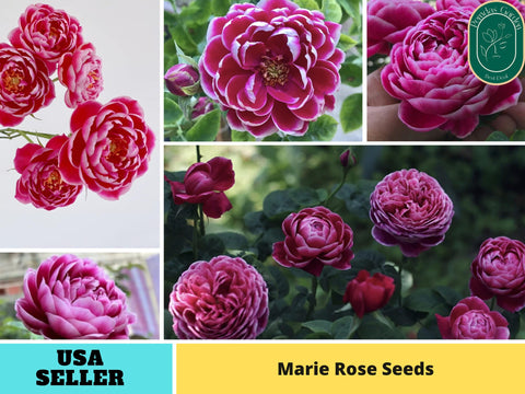 30+ Seeds| Marie Rose Seeds -  1163