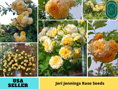 30+ Seeds| Jeri Jennings Rose Seeds -  1167