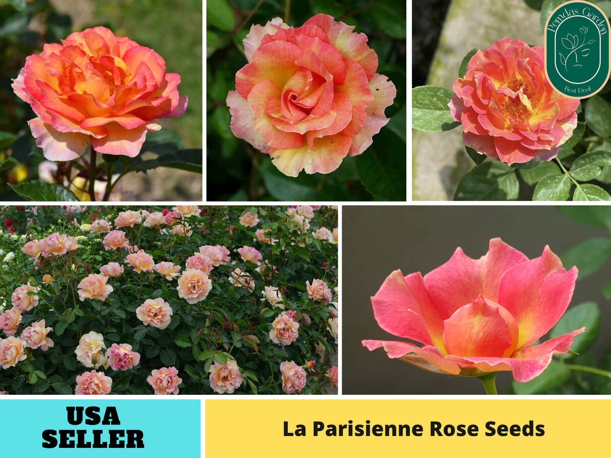30+ Seeds| La Parisienne Perennial Rose Seeds #1169