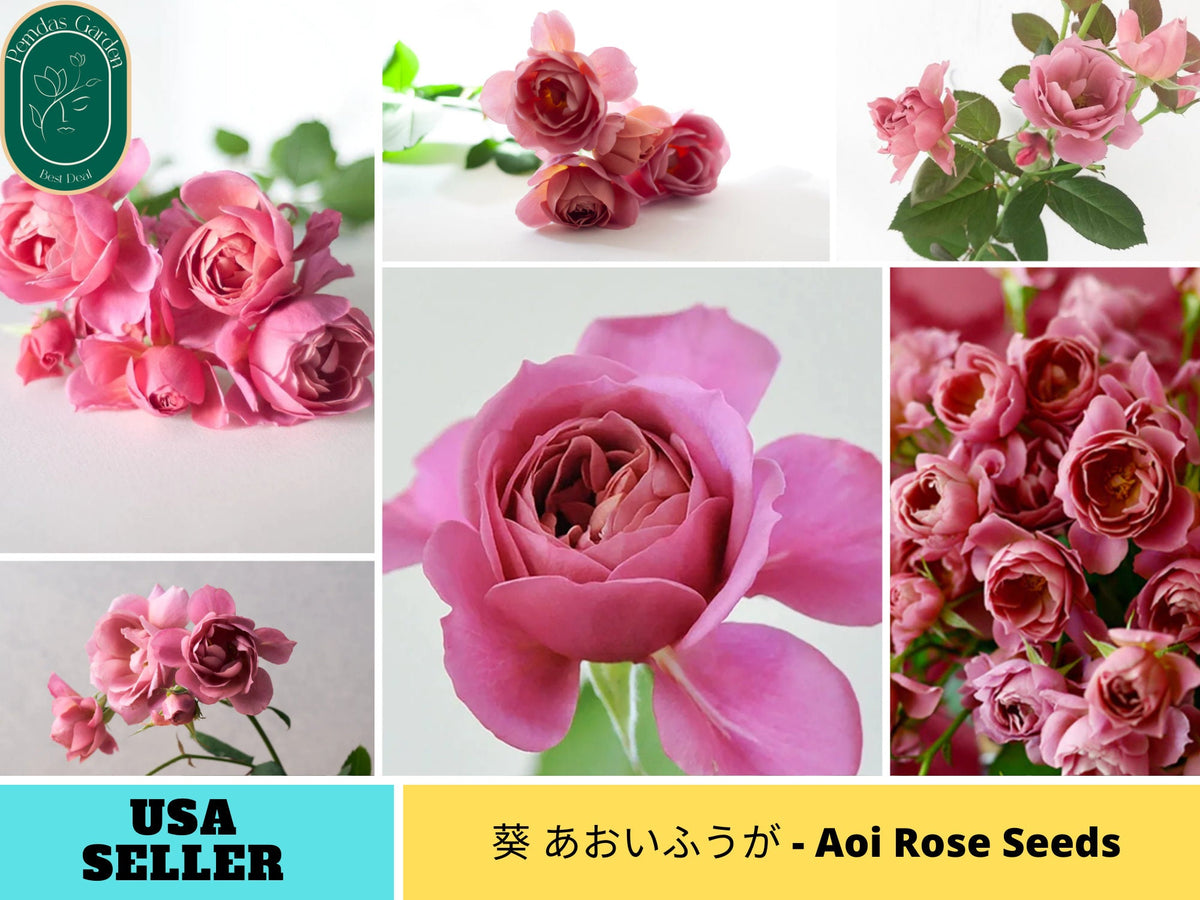 30+ Seeds| 葵 あおいふうが - Aoi Perennial Rose Seeds#1172