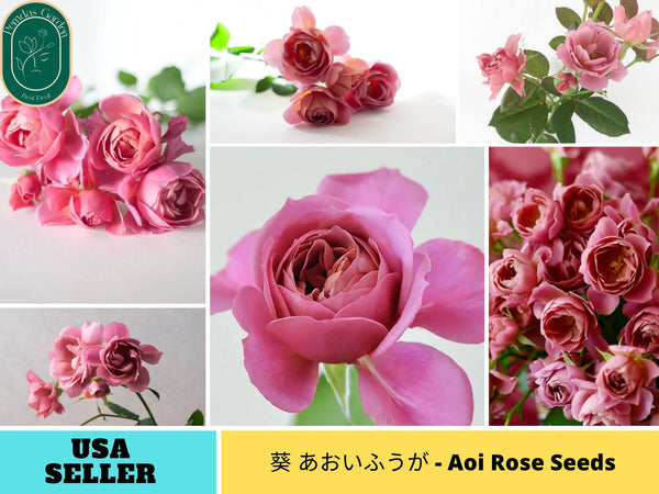 japanese rose seeds 30+ Seeds| 葵 あおいふうが