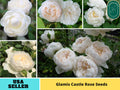 30+ Seeds| グラミス・キャッスル -  AUSlevel Perennial  Rose Seeds#1174