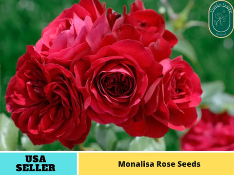 30+ Seeds| Monalisa Rose Perennial  Seeds- #1175