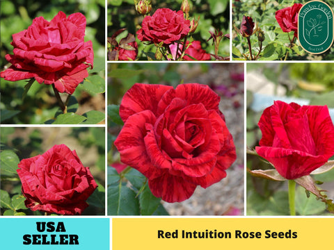 30+ Seeds| Red Intuition Perennial  Rose Seeds#1176