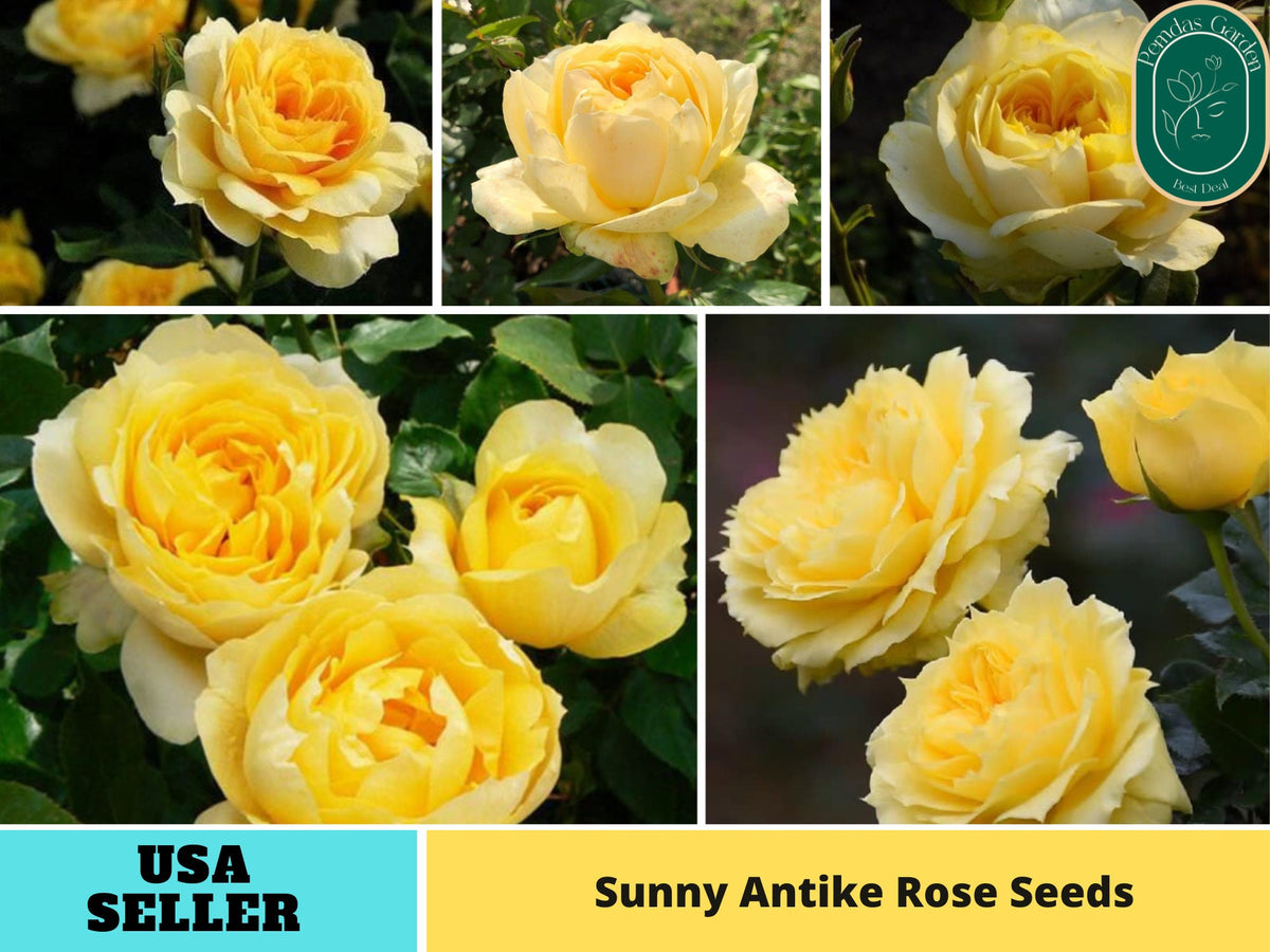 30+ Seeds| Sunny Antike Perennial  Rose Seeds#1178